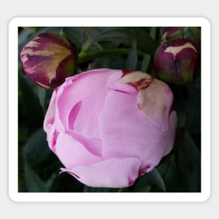 Peony Flower bud Sticker